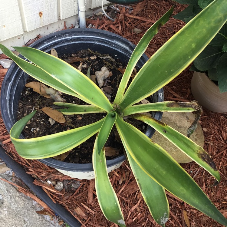 Plant image Agave desmettiana Variegata