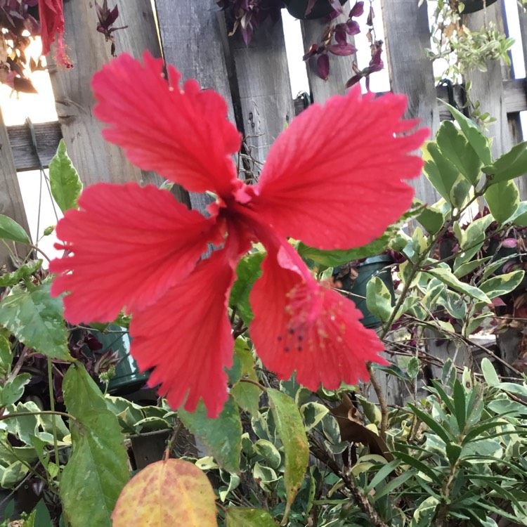 plant image 1450284