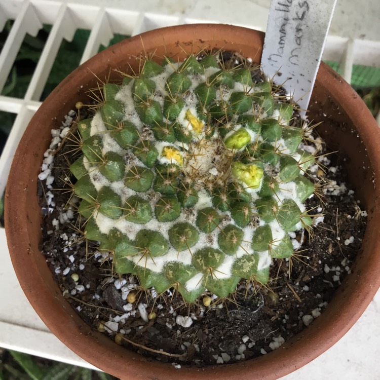 plant image 1451488 plant image 1451488