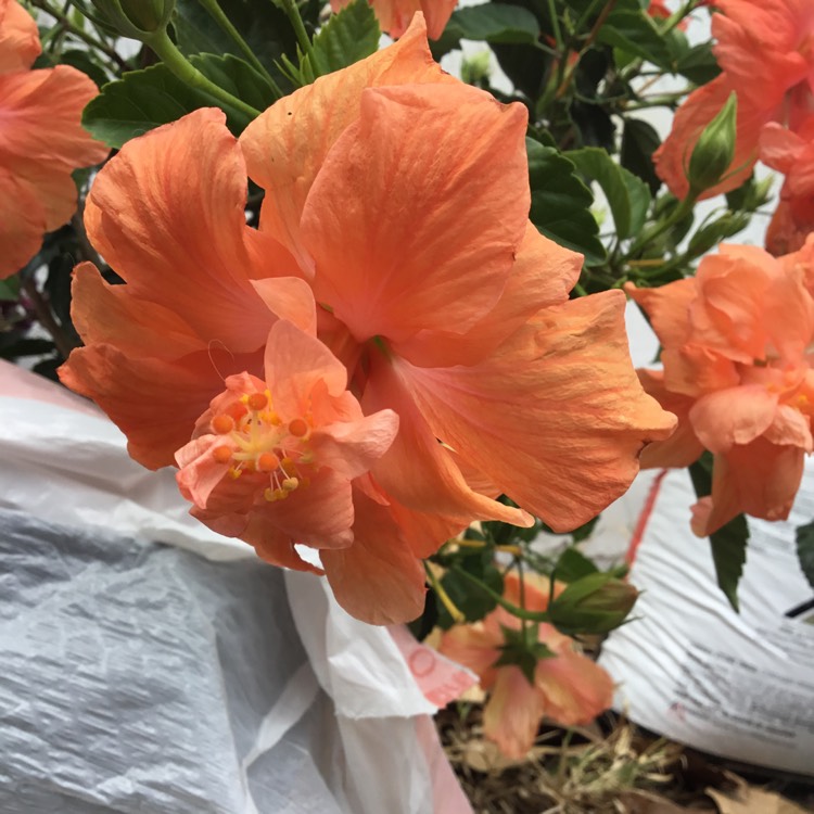 plant image 1452373
