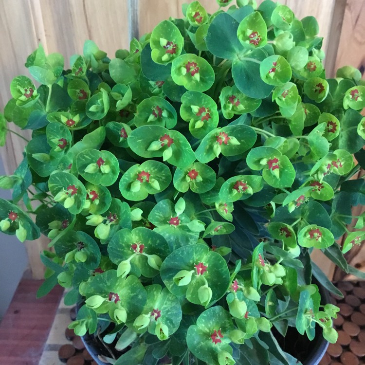 Plant image Euphorbia x martini 'Waleutiny' syn. Euphorbia x martini 'Tiny Tim'
