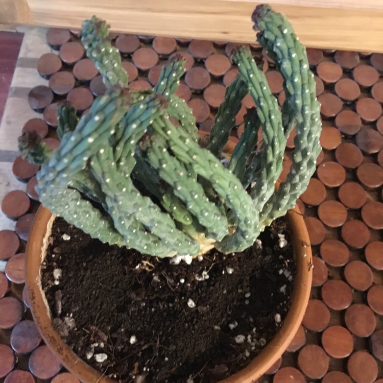 Plant image Euphorbia inermis