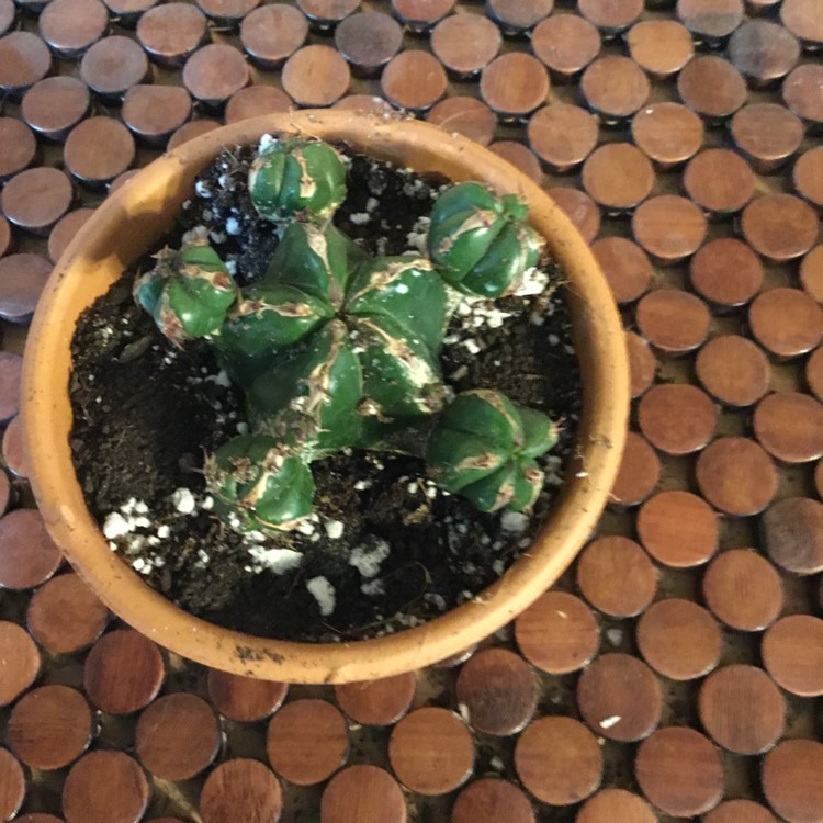 plant image 1455248