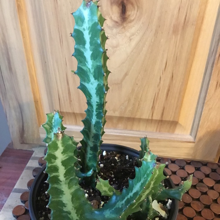 Plant image Euphorbia Lactea