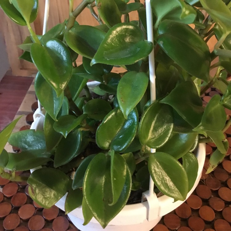 Plant image Peperomia scandens
