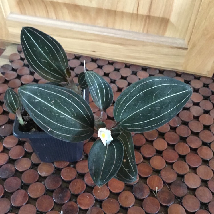 plant image 1462030