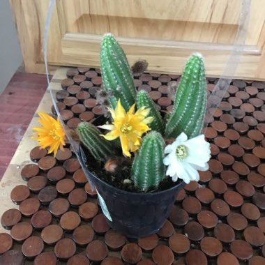 Echinopsis 'Rose Quartz'