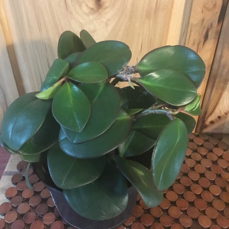 Plant image Peperomia clusiifolia cv Red Edge