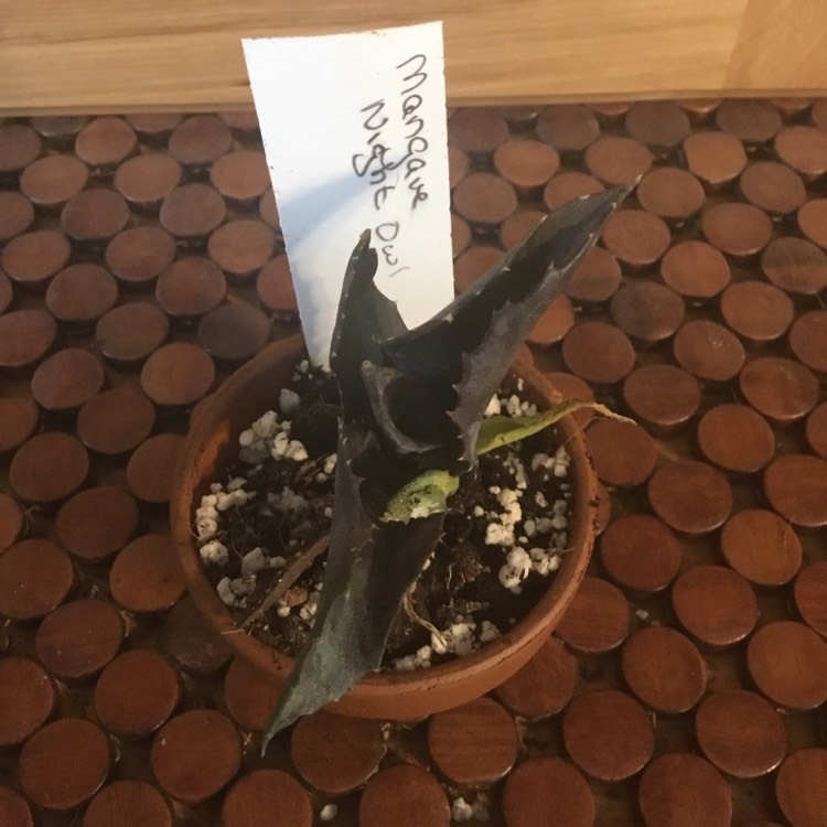 plant image 1464835