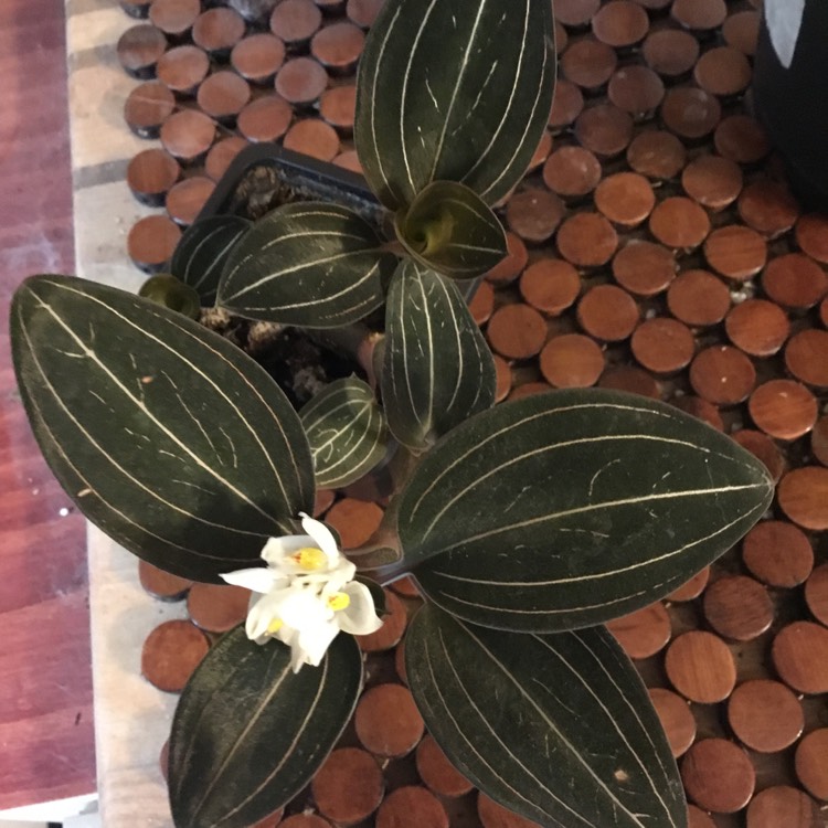 plant image 1467009