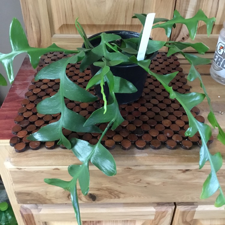 plant image 1473130