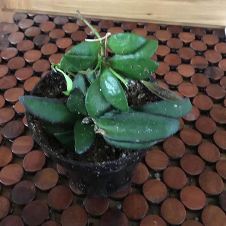 Plant image Hoya ‘Rosita'