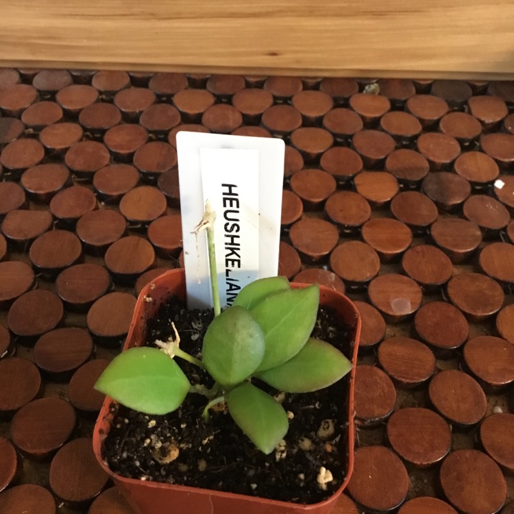 Plant image Hoya heuschkeliana