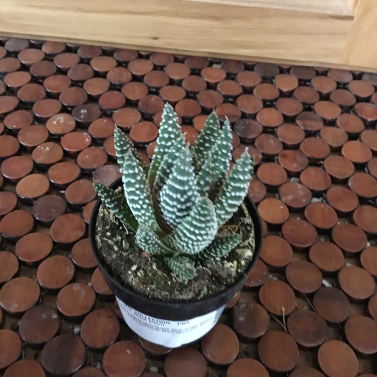Plant image Haworthia Fasciata ‘Royal Albert'