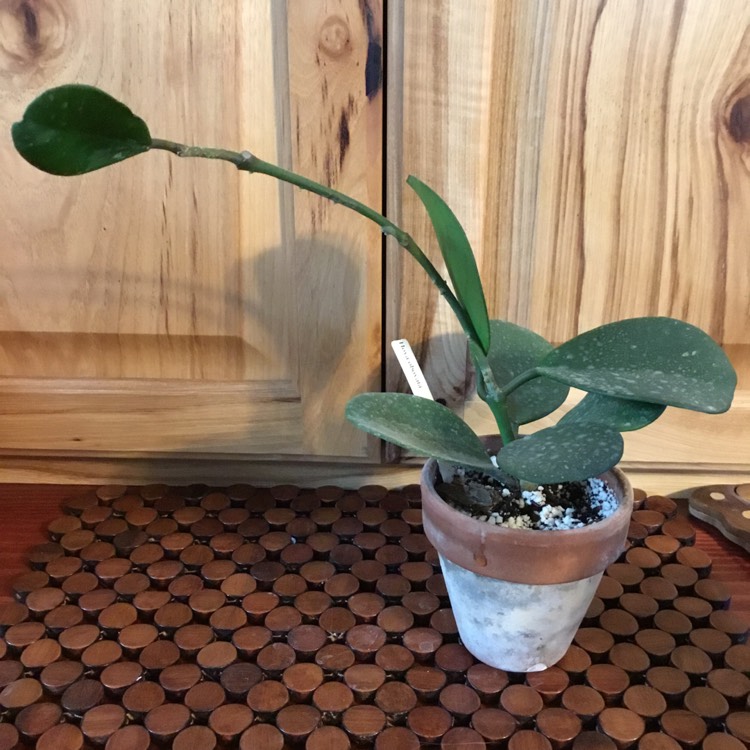 Plant image Hoya Obovata