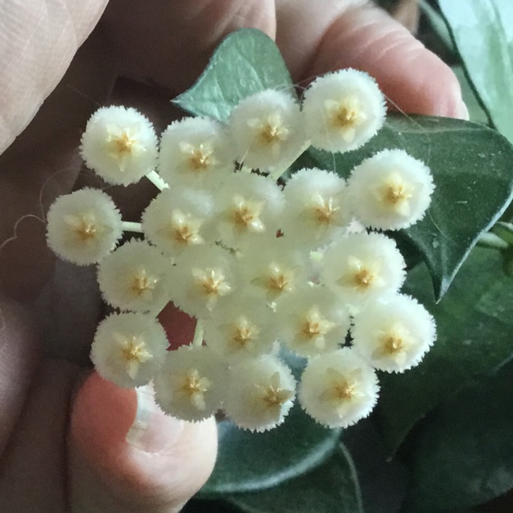 plant image 1501614