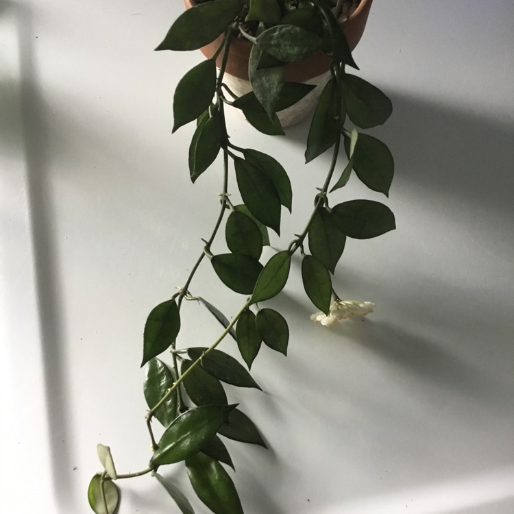 plant image 1501617