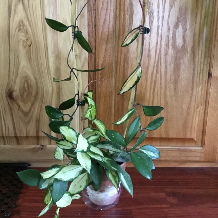 plant image 1507864 plant image 1507864