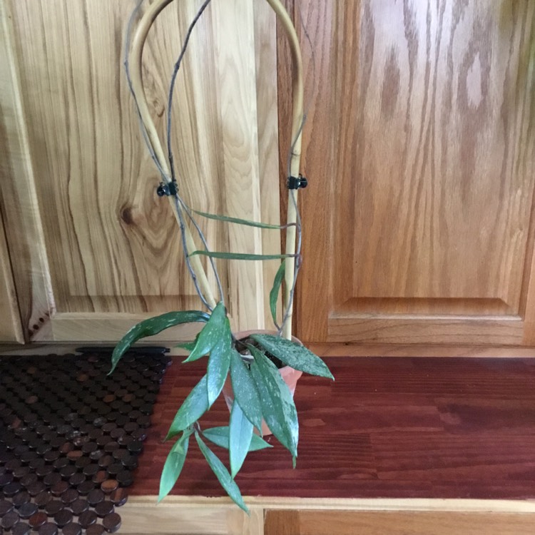 plant image 1507867