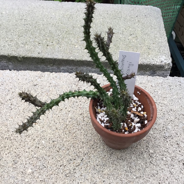 plant image 1531785 plant image 1531785