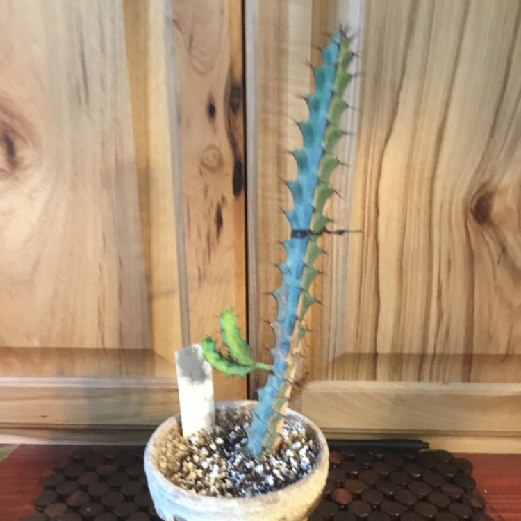 Plant image Euphorbia Greenwayi