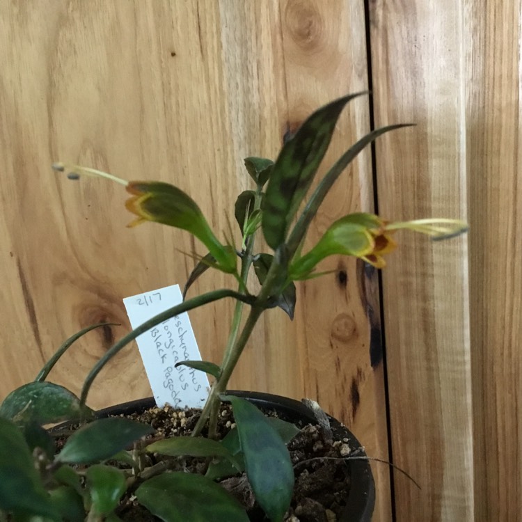 plant image 1537303 plant image 1537303