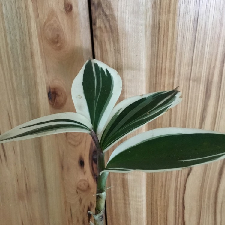 Plant image Costus Arabicus Variegatus