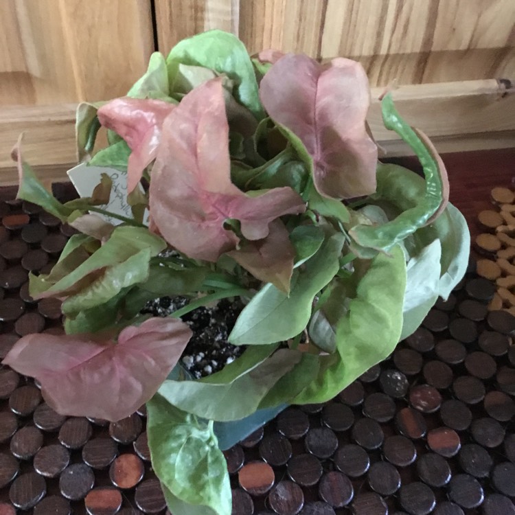 Plant image Syngonium Podophyllum 'Coral' 