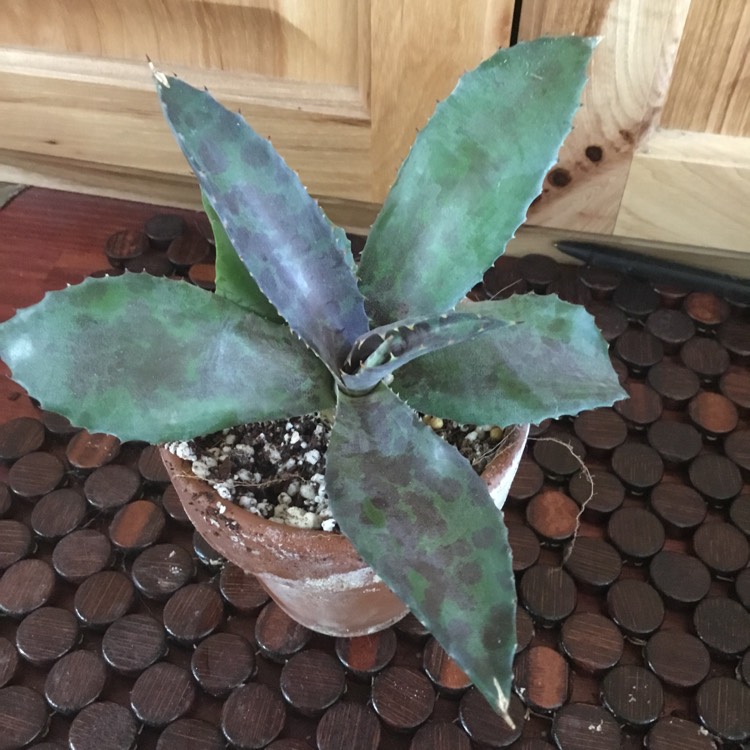 plant image 1540734