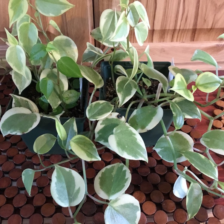 Variegated Cupid Peperomia