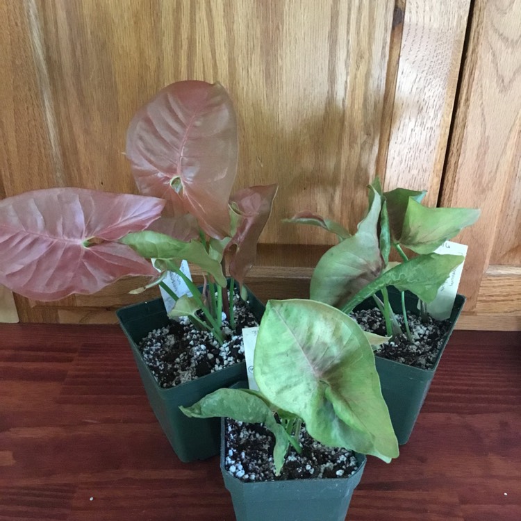 plant image 1565475
