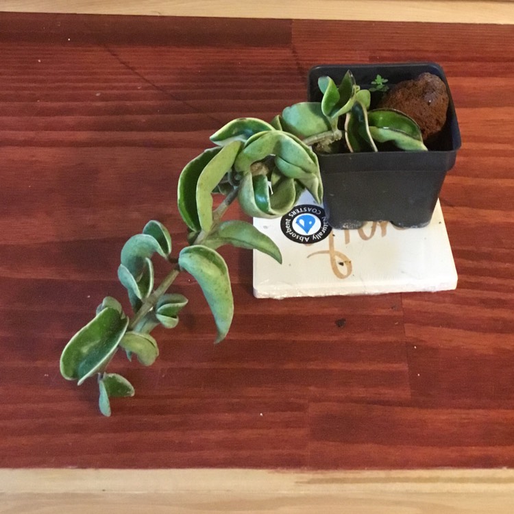 plant image 1566340