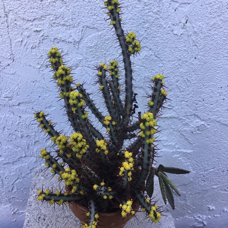 Plant image Euphorbia aeruginosa