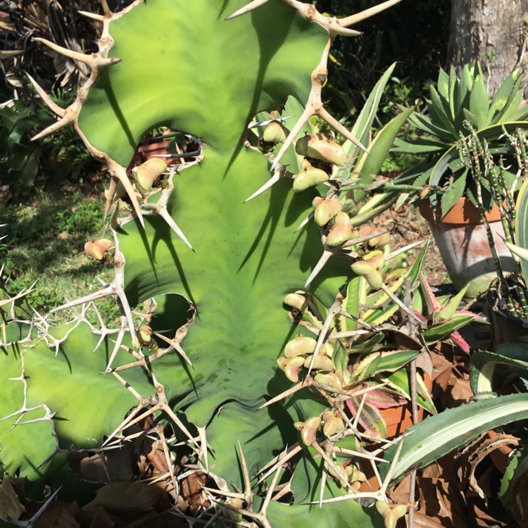 Plant image Euphorbia grandicornis