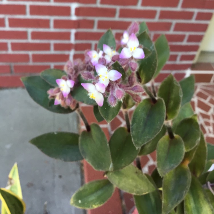 plant image 1574722 plant image 1574722