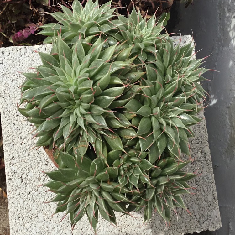 plant image 1575460 plant image 1575460