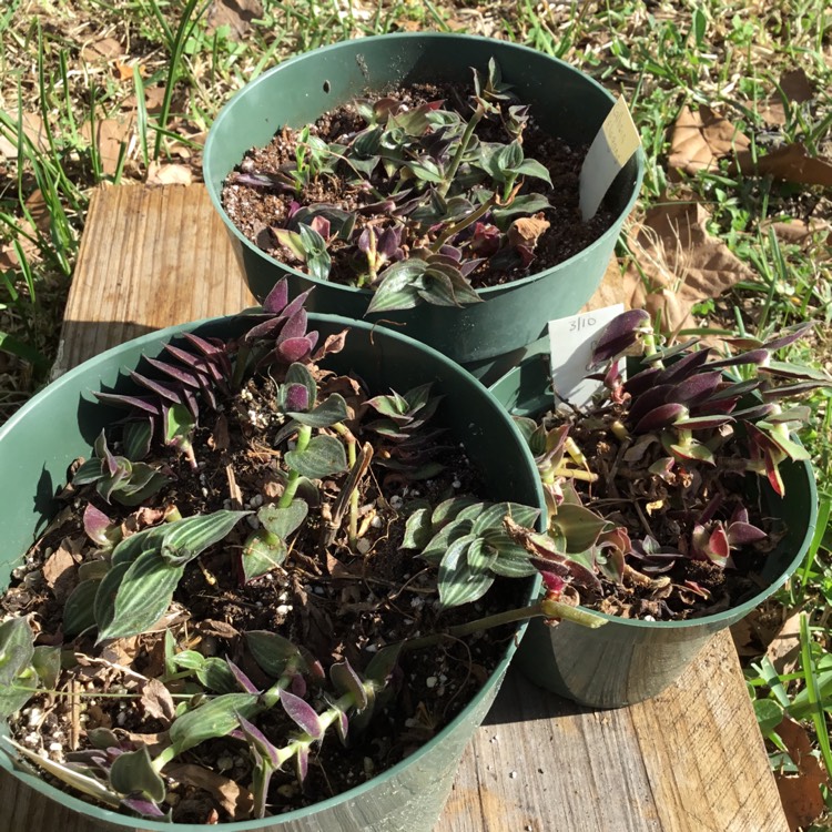 plant image 1579036