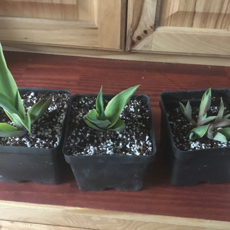 Plant image Agave desmettiana Variegata