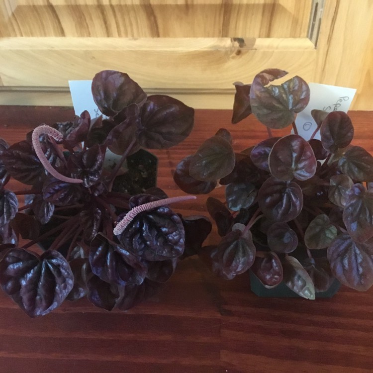Plant image Peperomia Caperata 'Schumi Red'