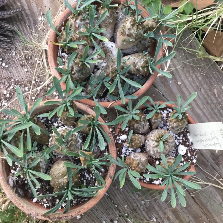 Plant image Euphorbia x japonica syn. Euphorbia cv. Cocklebur
