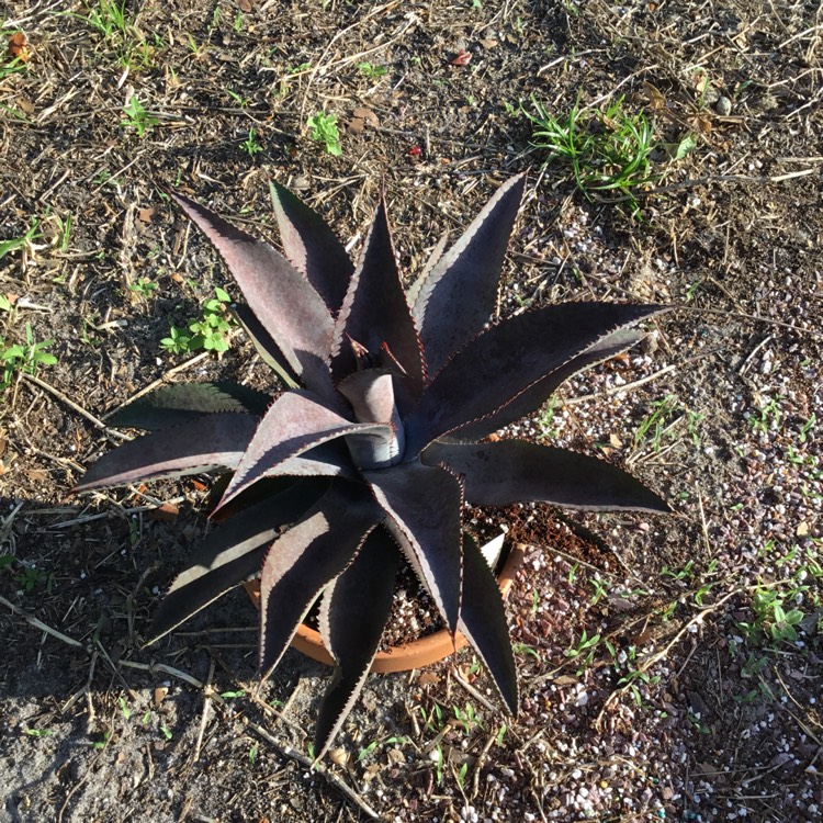 Plant image Mangave Purple People Eater