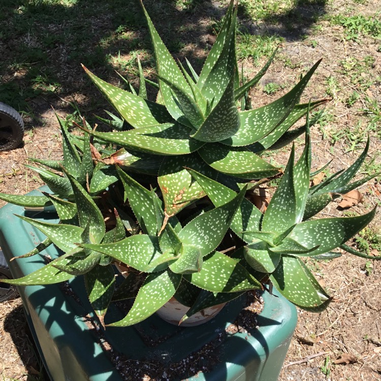 Plant image Aloe Deltoidonteodanta 
