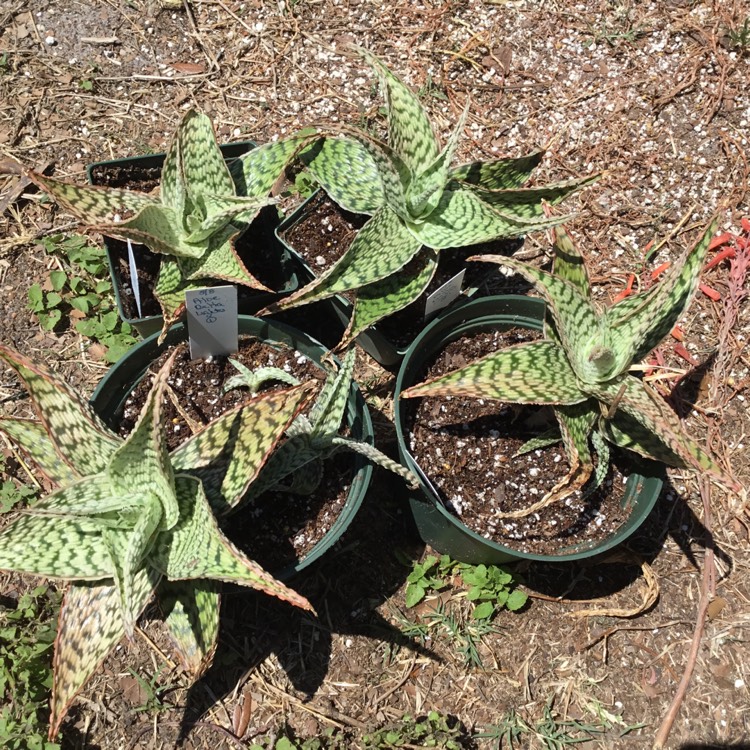 plant image 1584728 plant image 1584728