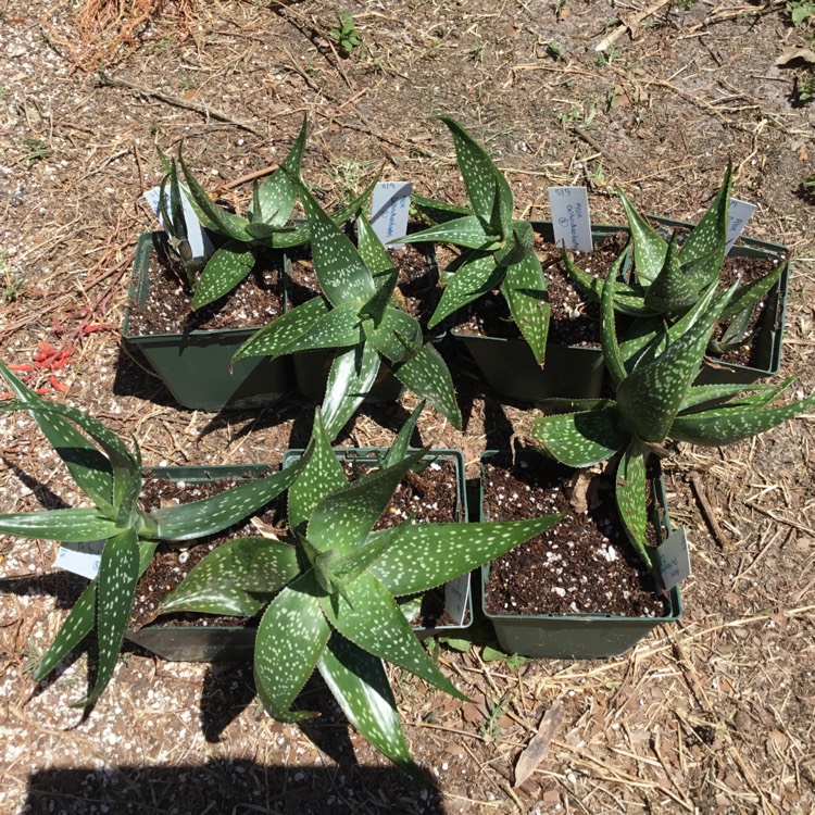Plant image Aloe Deltoidonteodanta 
