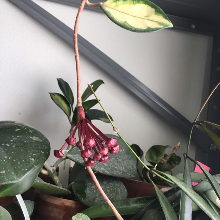 plant image 1587357 plant image 1587357