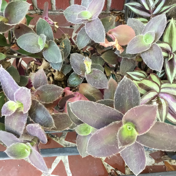 plant image 1587499 plant image 1587499