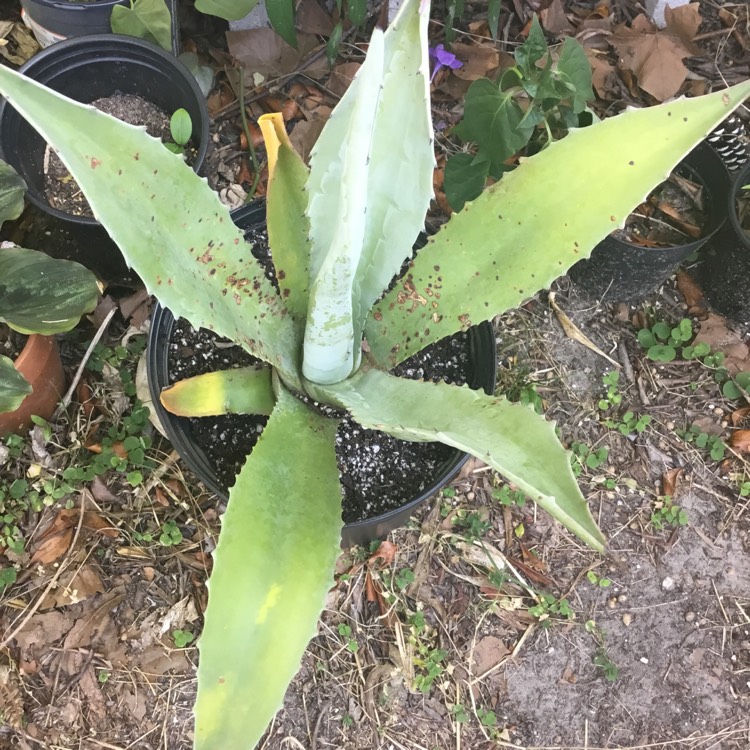 Plant image Agave tequilana