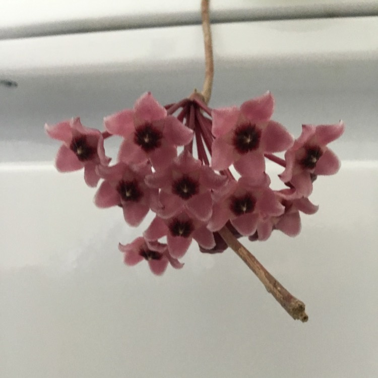 Plant image Hoya carnosa 'Krimson Princess' syn. Hoya carnosa 'Rubra'