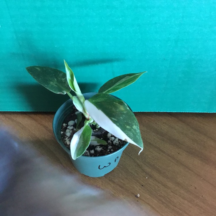 Plant image Philodendron 'White Princess'