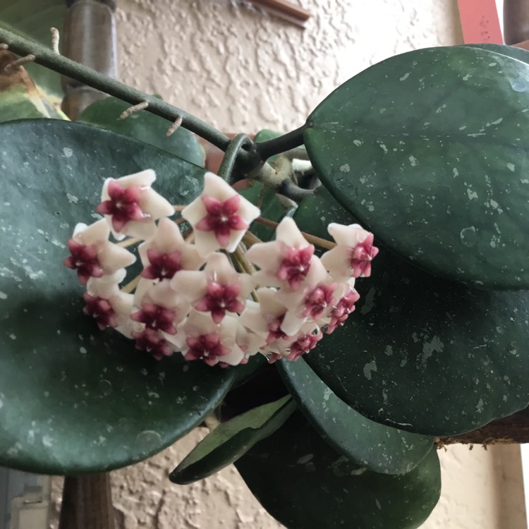 plant image 1662215